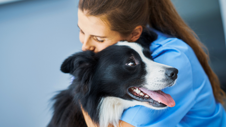 border collie getting a hug