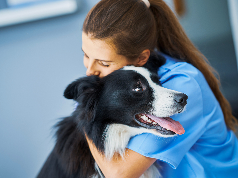 border collie getting a hug