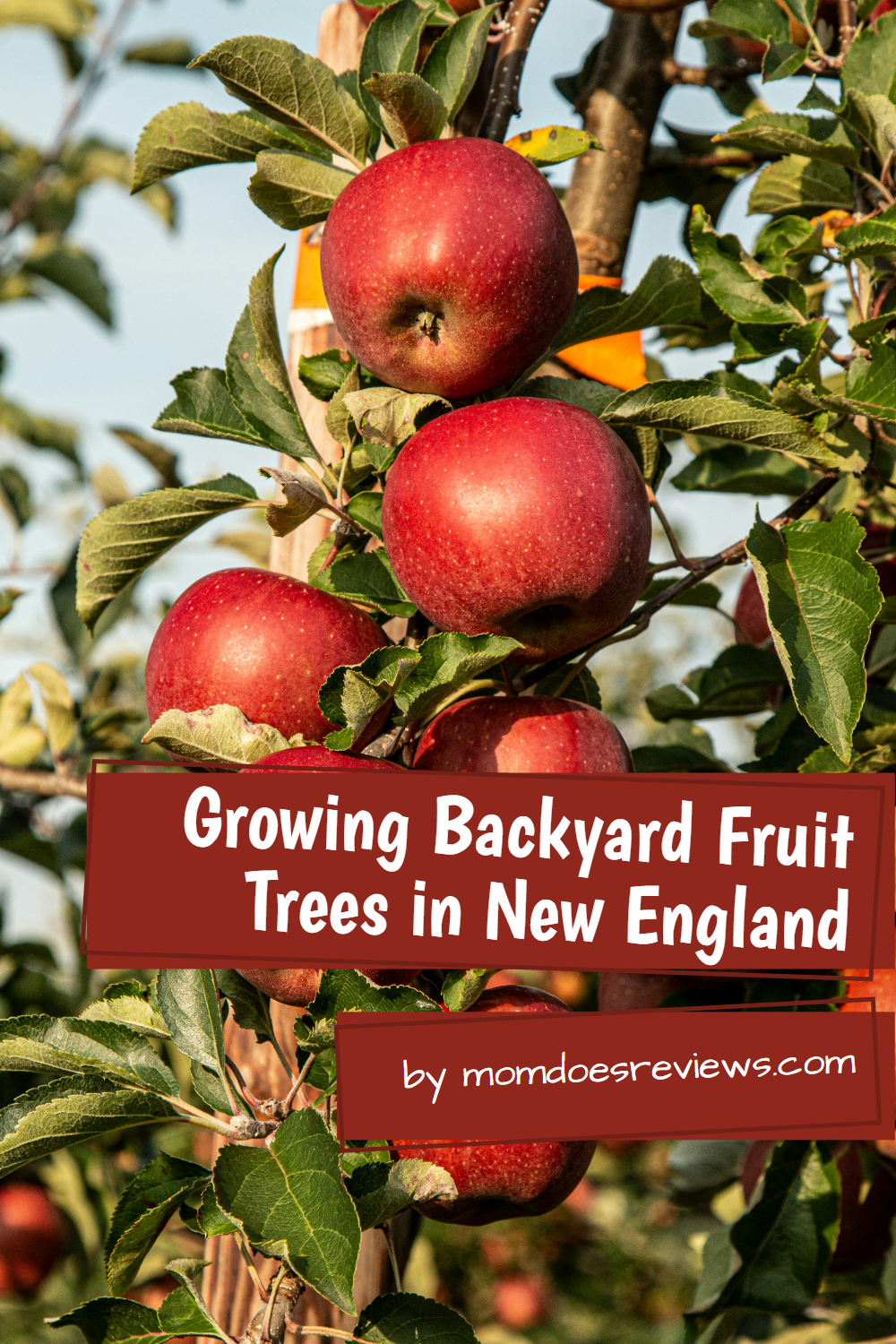 Growing Backyard Fruit Trees and Berry Bushes in New England