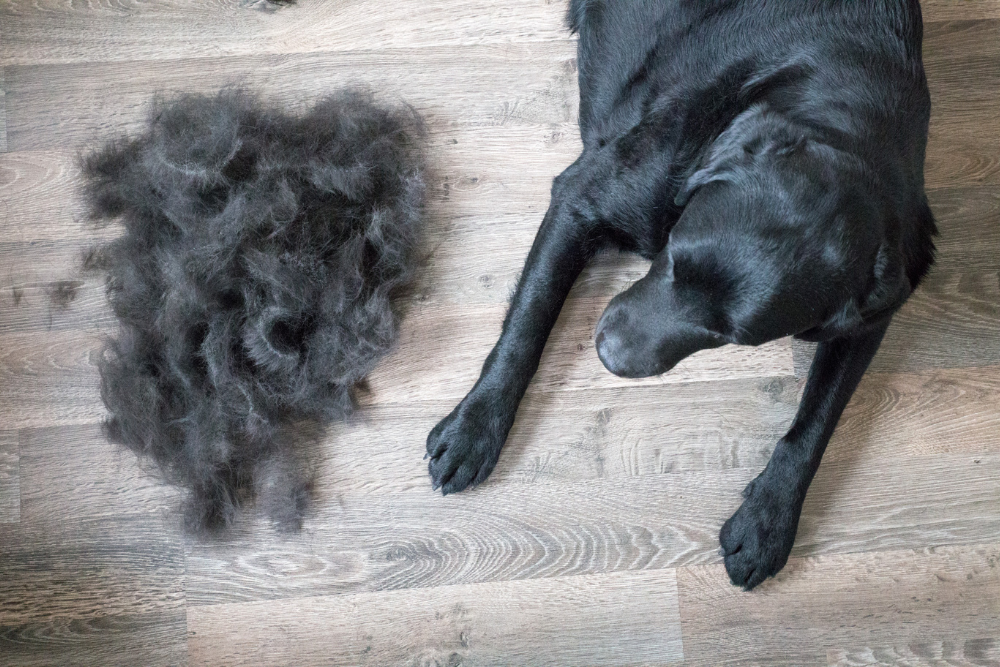black lab dog shedding