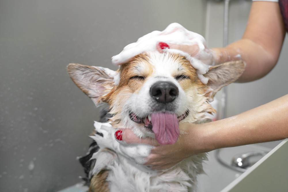 dog in bath