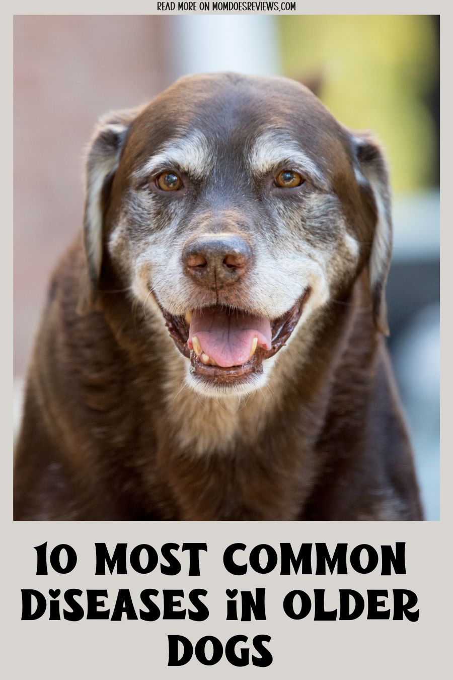 Top 10 Most Common Diseases in Senior Dogs
