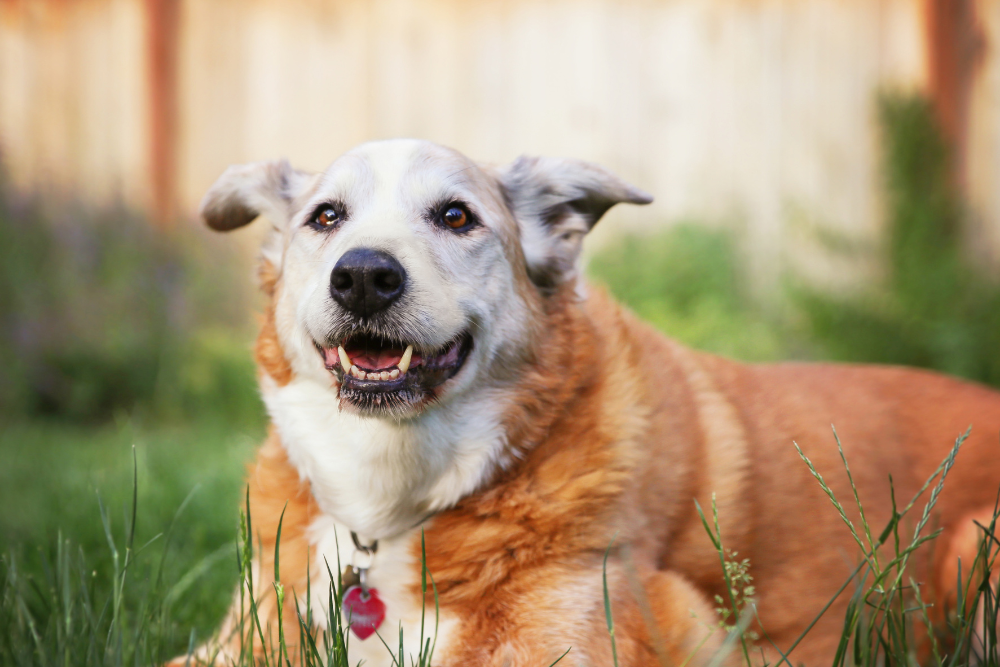 Top 10 Most Common Diseases in Senior Dogs