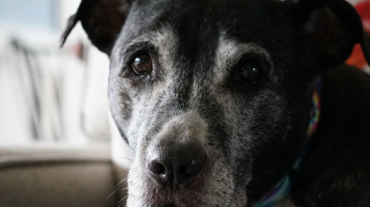 Top 10 Most Common Diseases in Senior Dogs