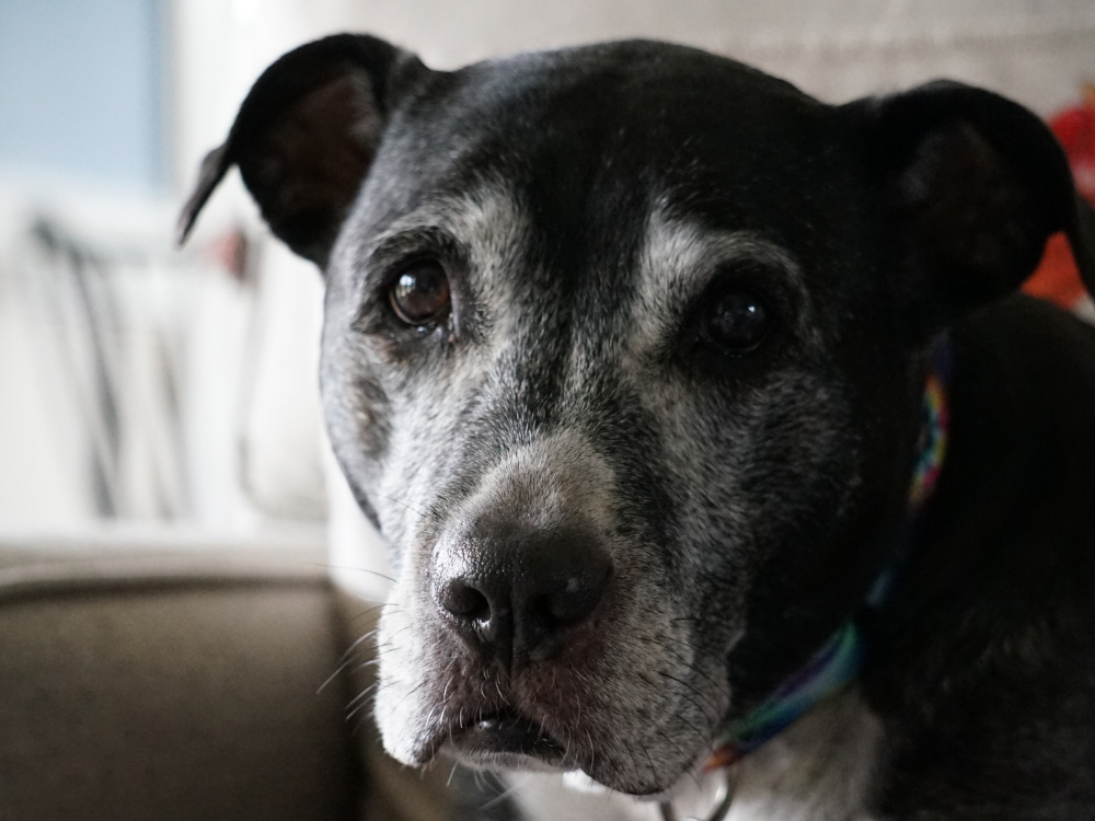 Top 10 Most Common Diseases in Senior Dogs