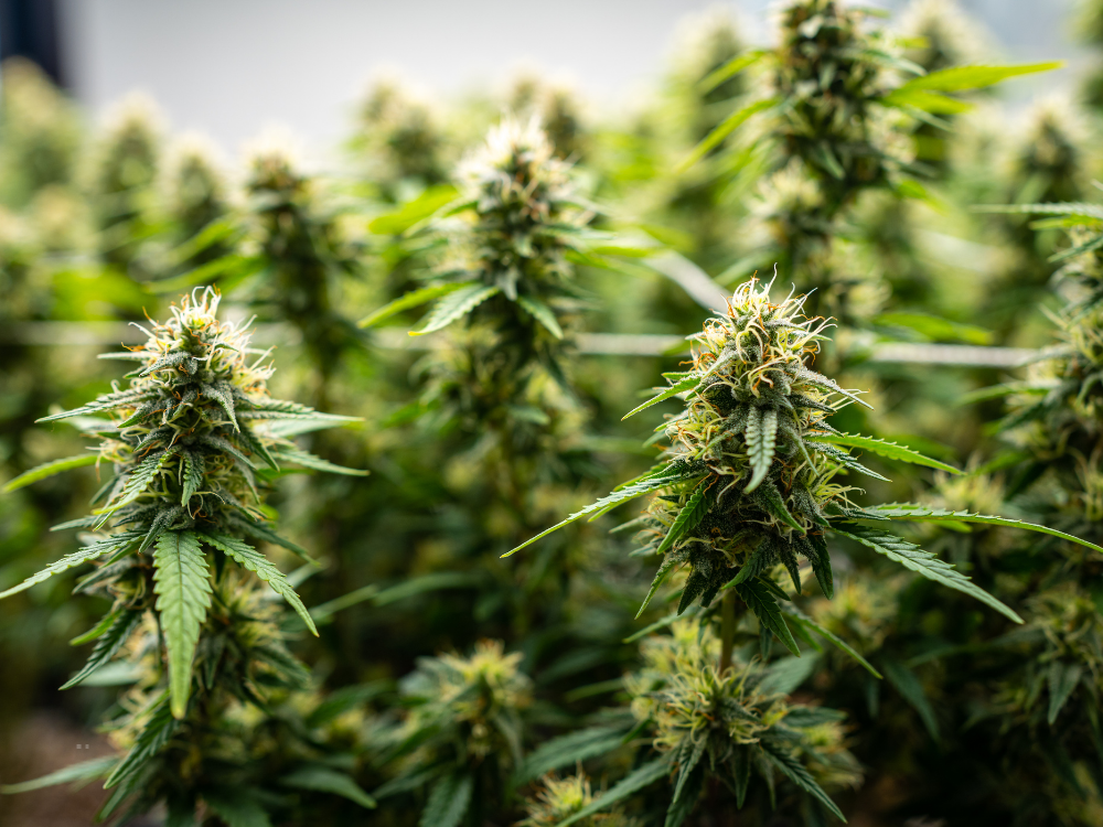 cannabis