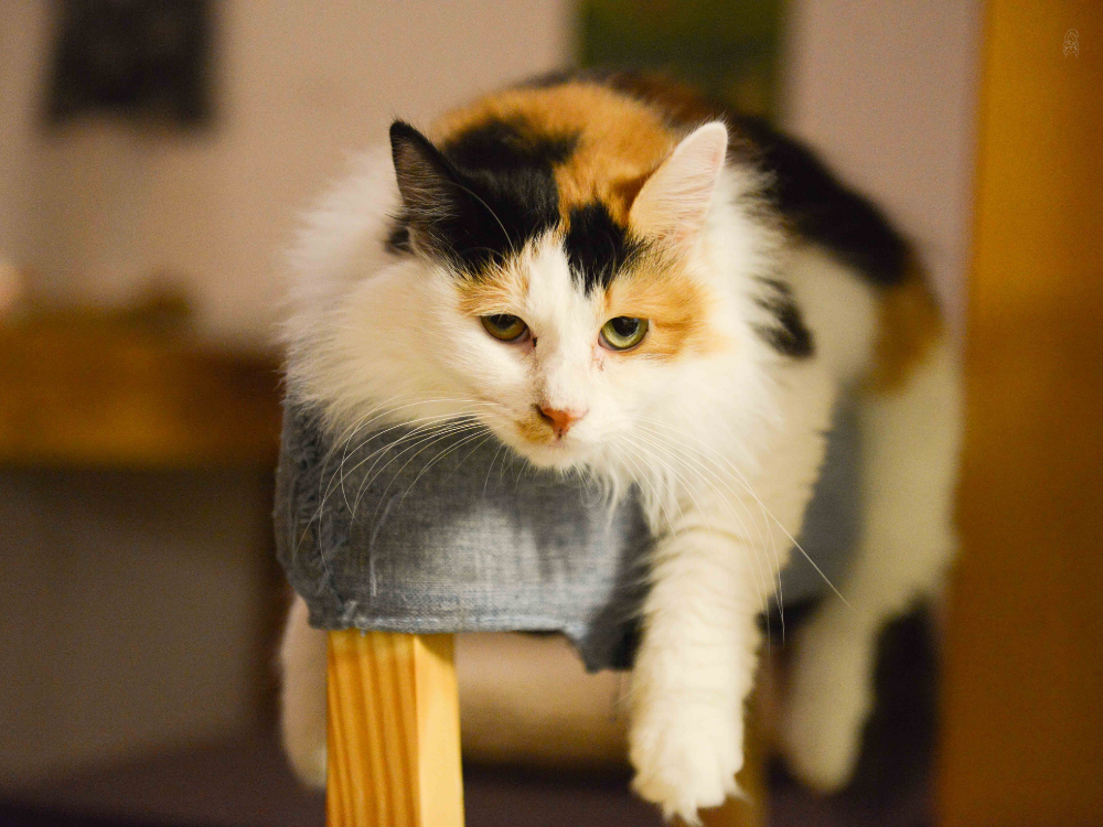calico cat