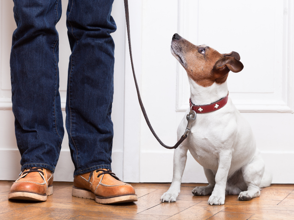 dog and leash