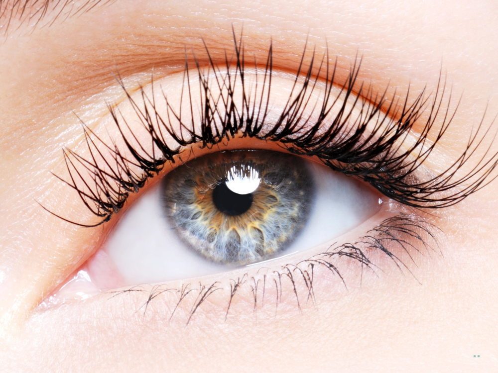 eyelashes
