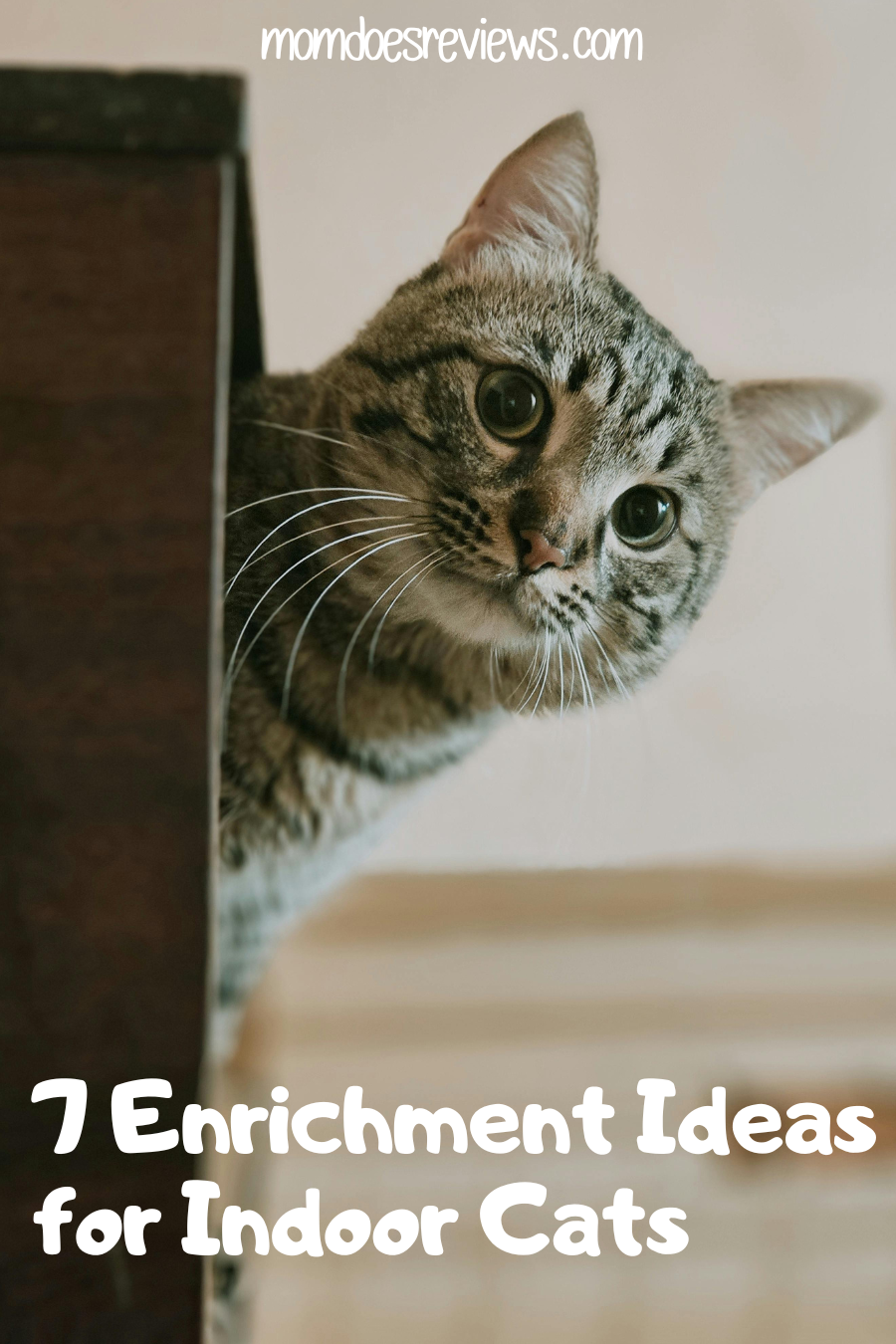 7 Enrichment Ideas for Cats Who Stay Inside