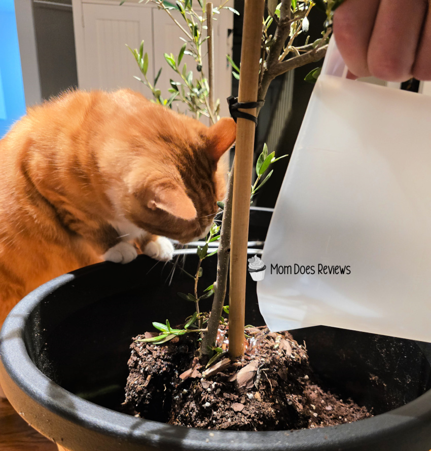 My Perfect Plants & My Patio Adventure with the Arbequina Olive Tree