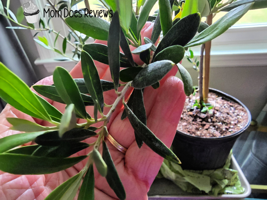 Leaves of olive tree