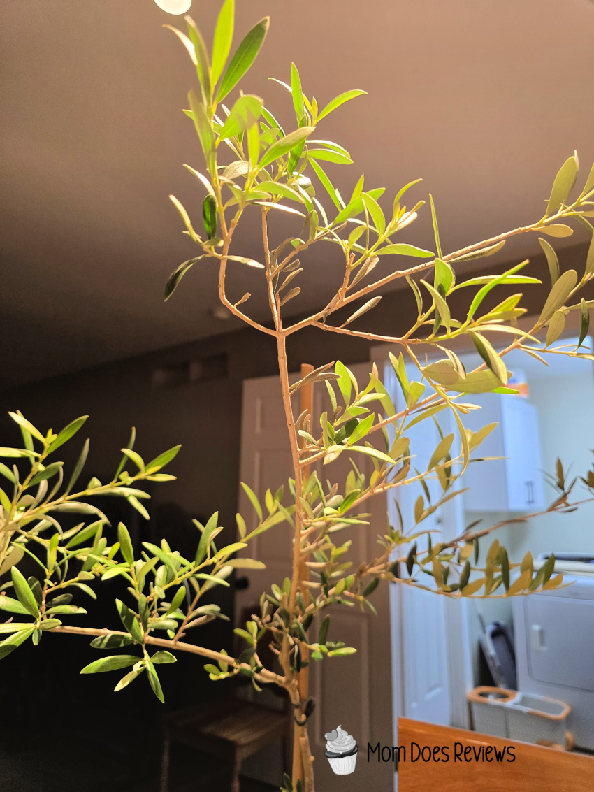 My Perfect Plants & My Patio Adventure with the Arbequina Olive Tree