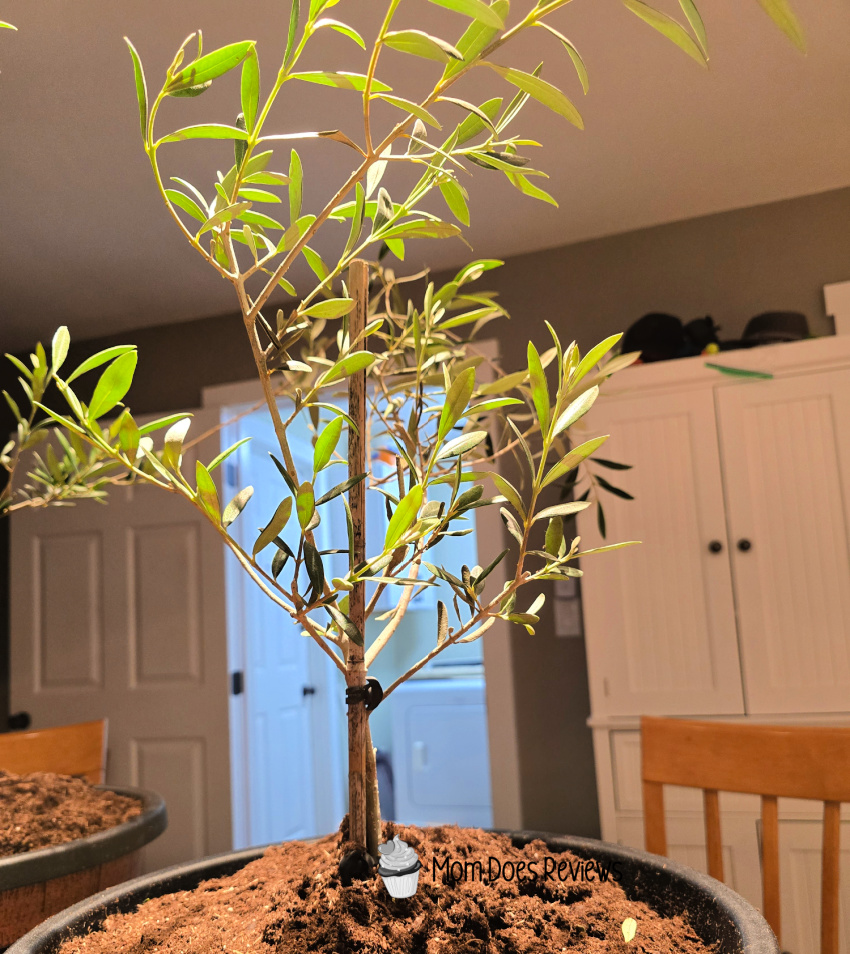 My Perfect Plants & My Patio Adventure with the Arbequina Olive Tree