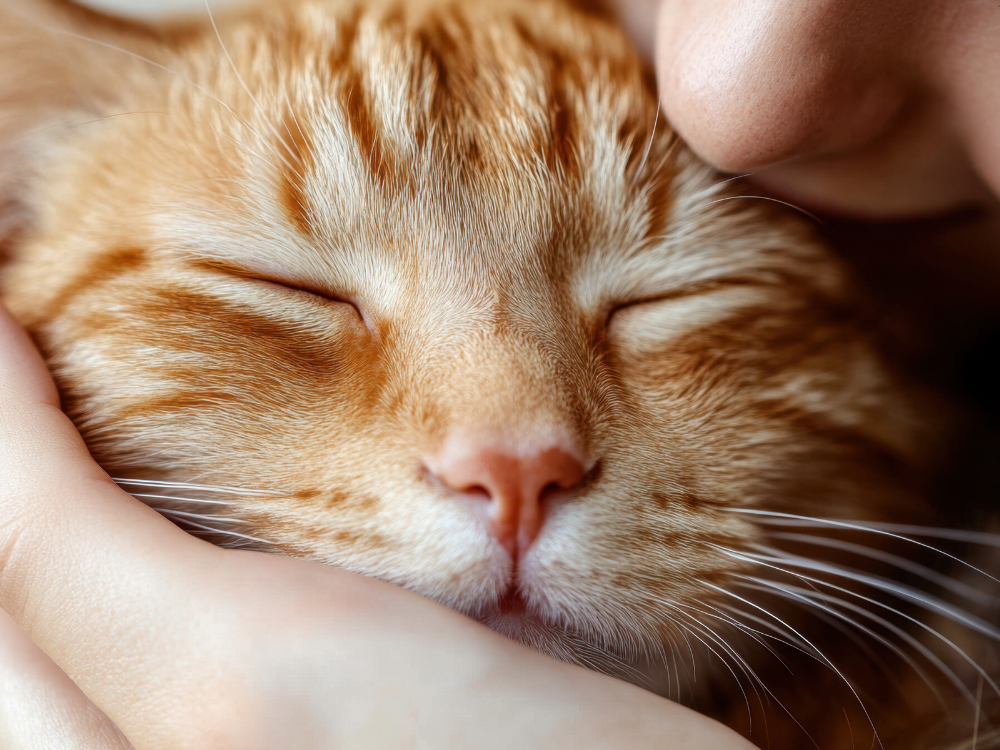 happy cat