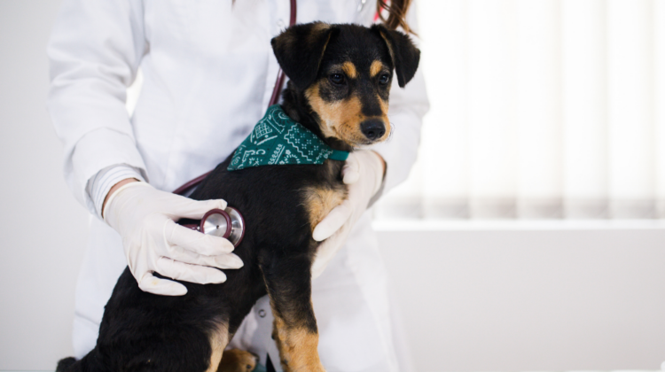 puppy at vet