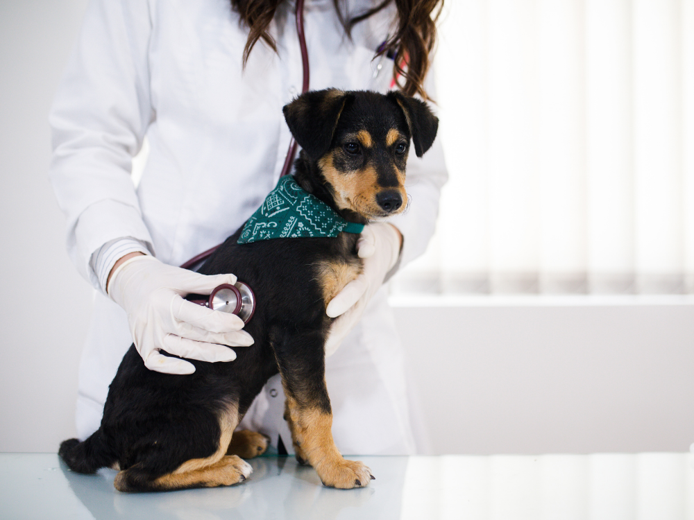 puppy at vet