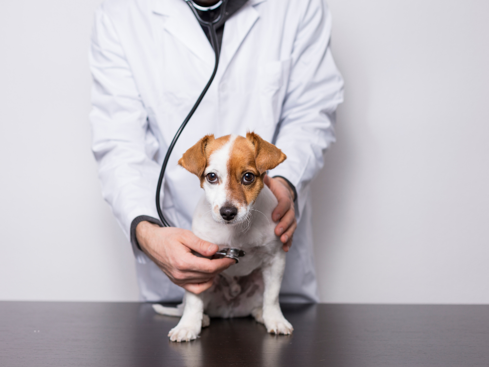 puppy at vet