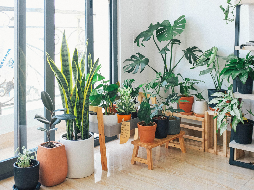 room of plants