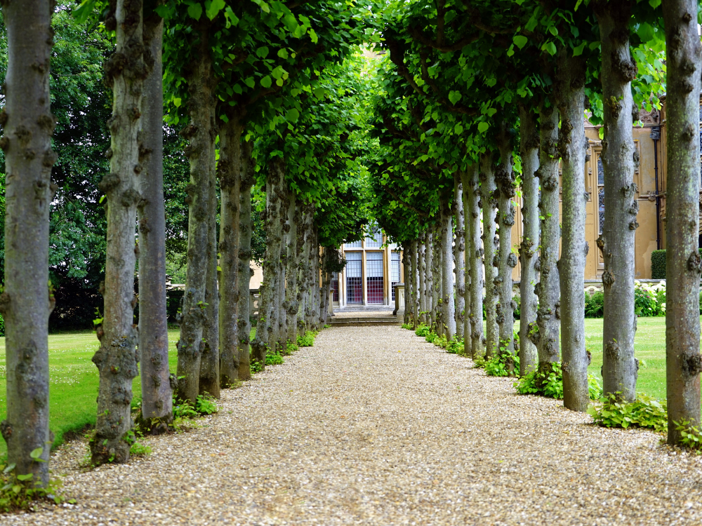 trees in drive
