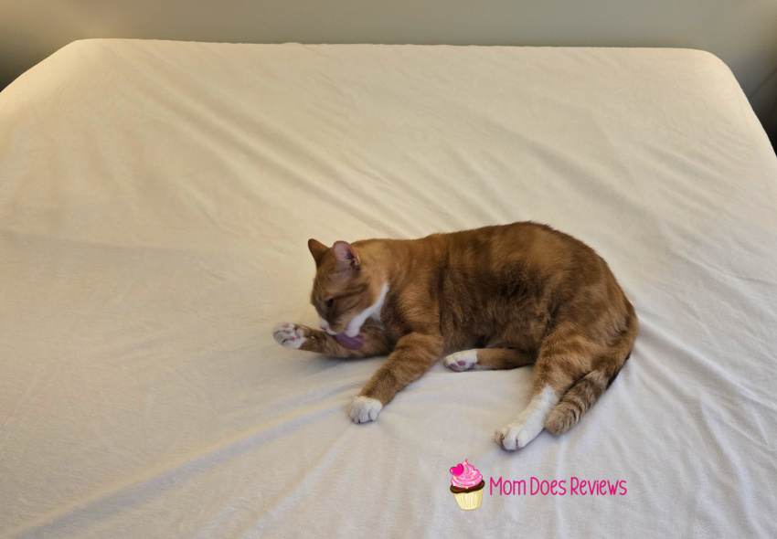 Mattress Cover Pad