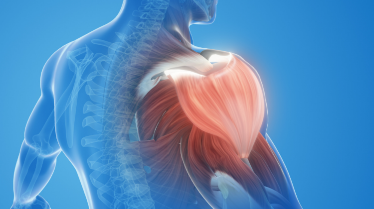 Shoulder muscles