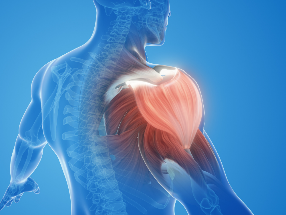 Shoulder muscles