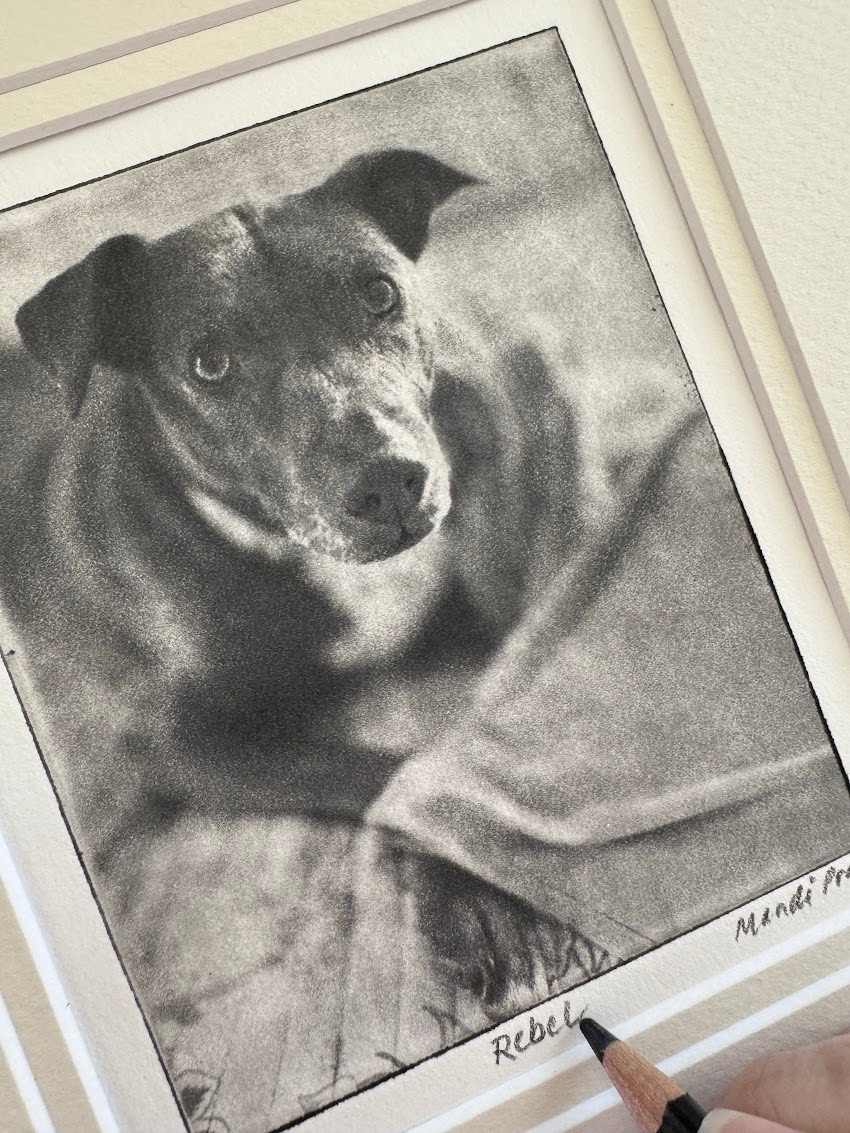 Greyboy Pet Prints image from Greyboy