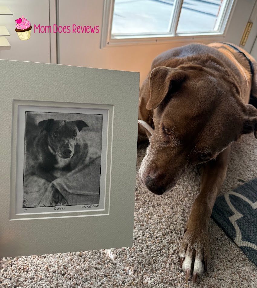 Greyboy pet prints with dog looking at the etching