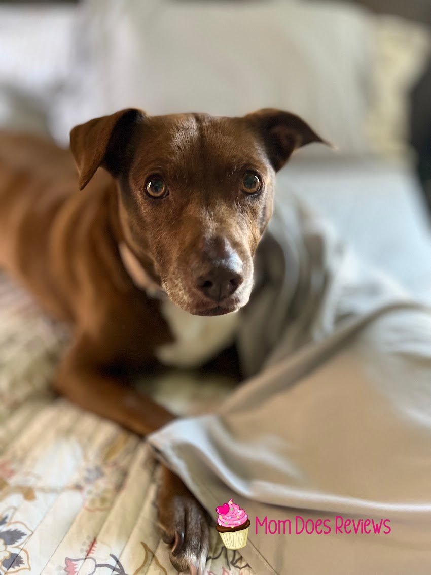 Image of dog that was used for the etching