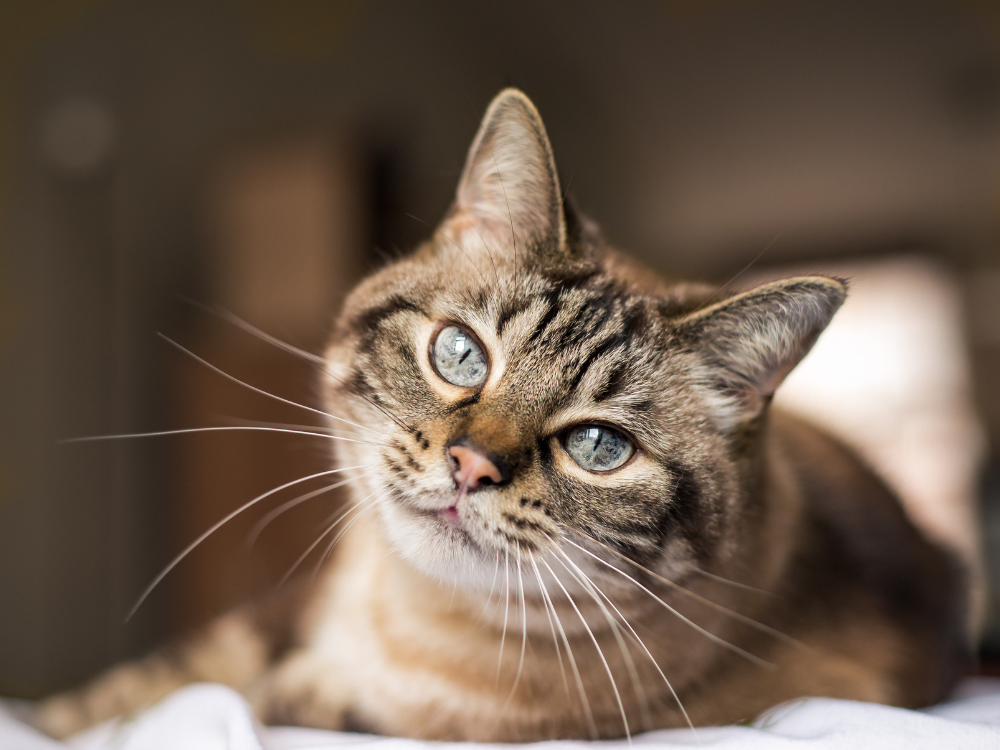 Cat cbd
