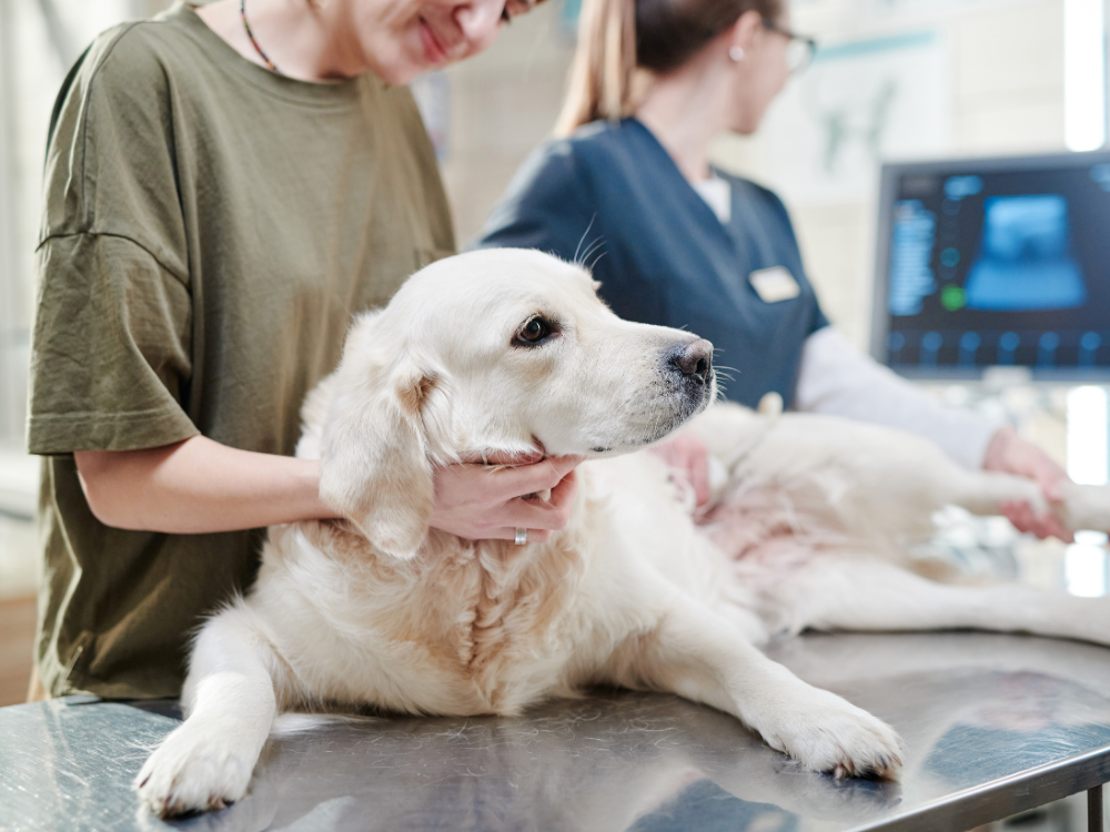 dog at vet