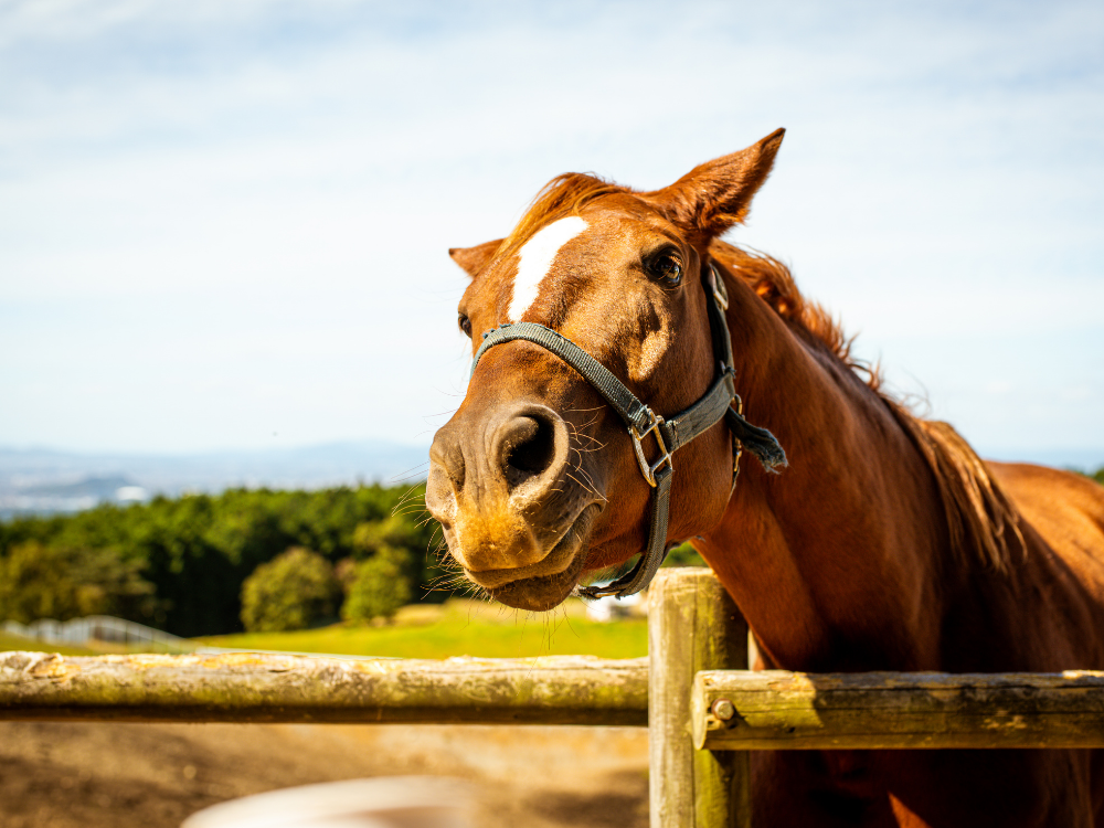 horse