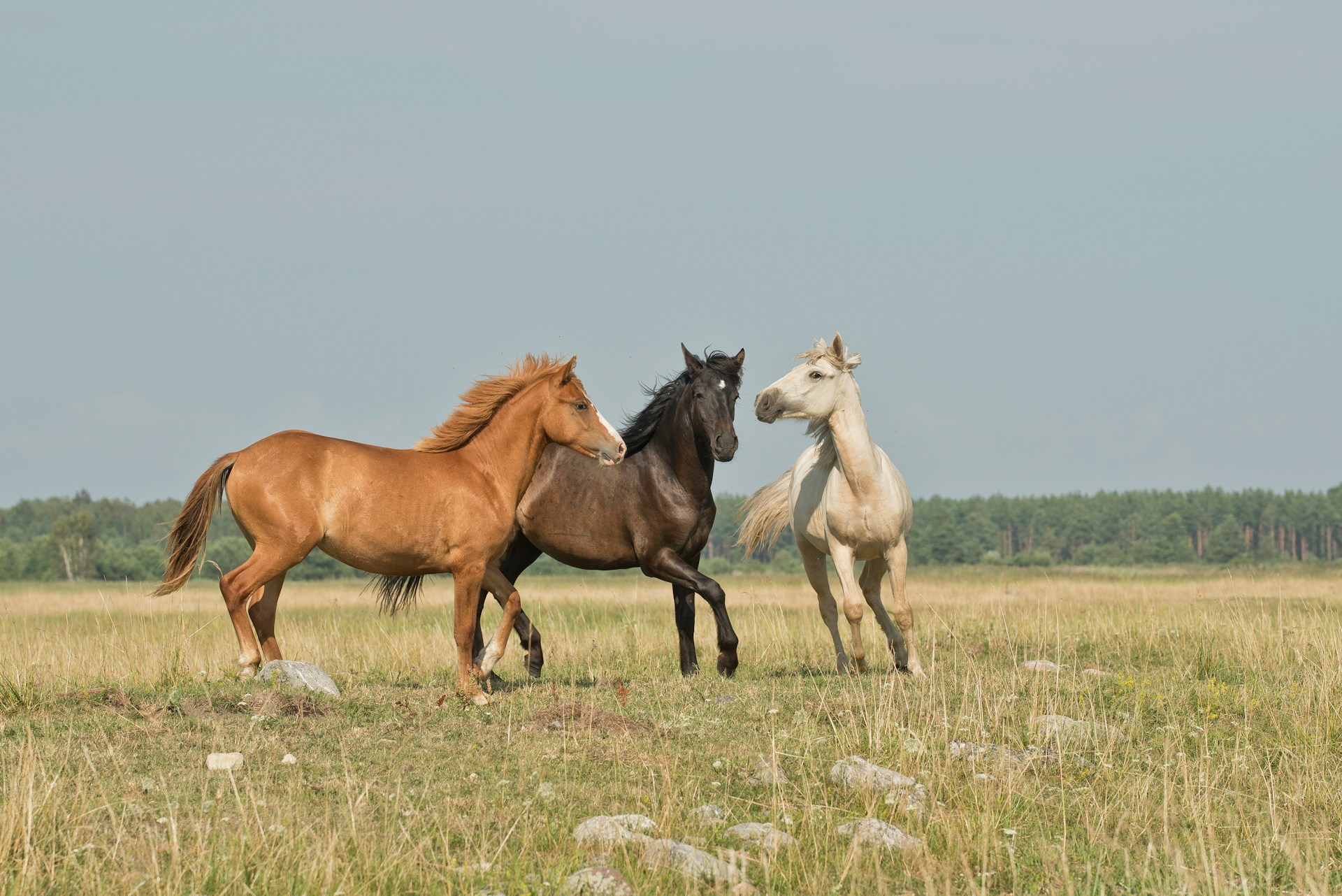 horses in a field