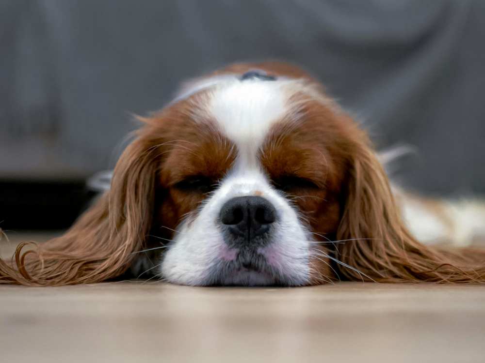 sad dog
