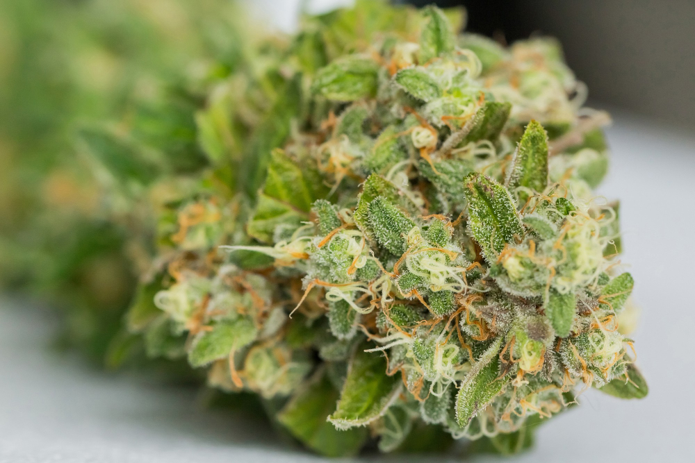 cannabis close up
