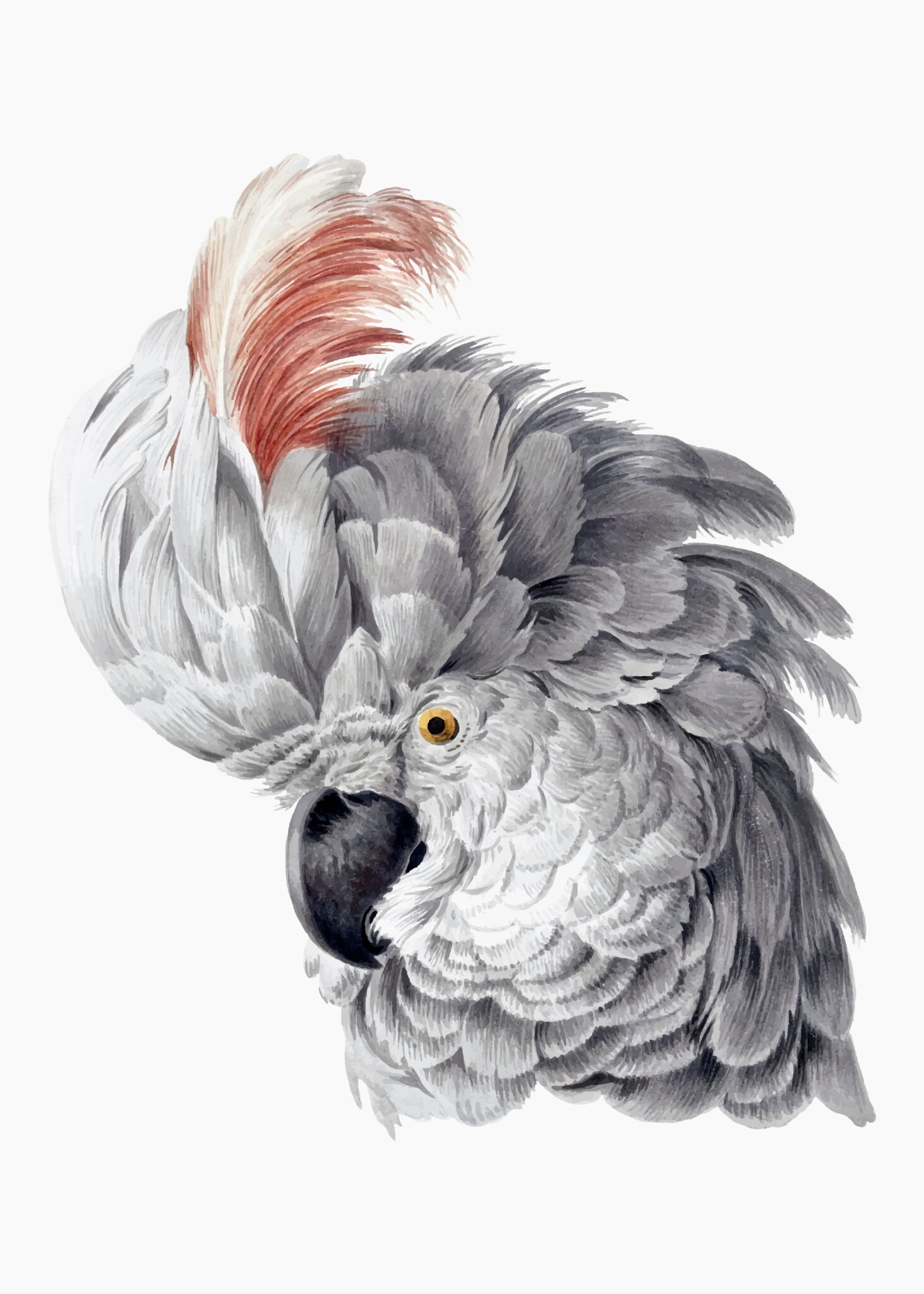 Cockatoo illustration