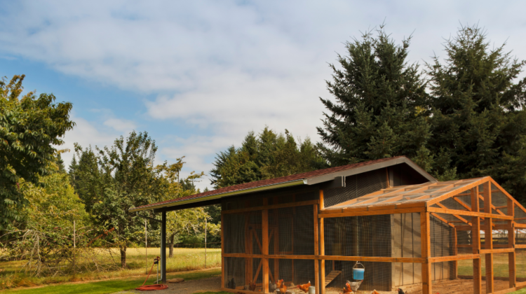 Chicken coop