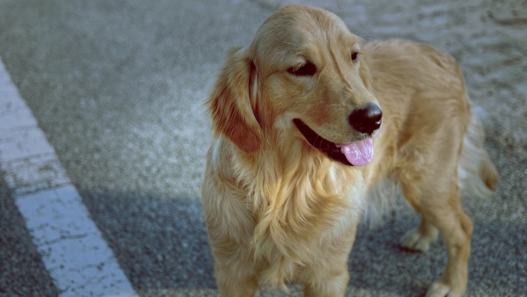 golden retriever