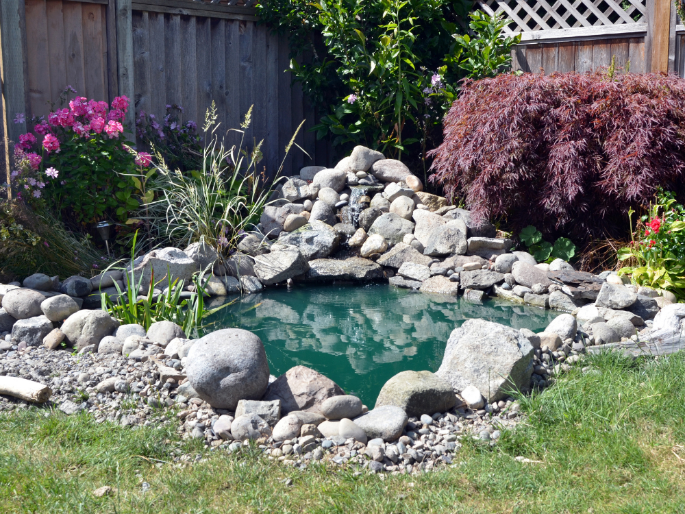 pond in backyard