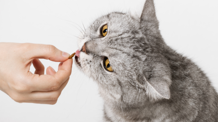 cat eating pet food