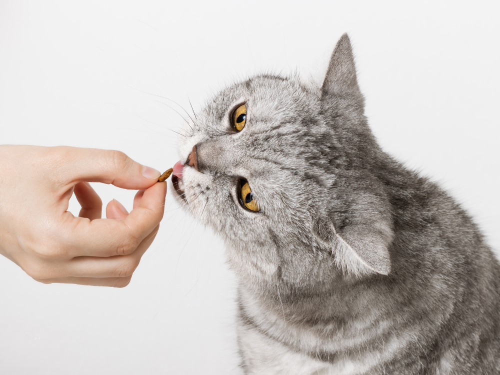 cat eating pet food