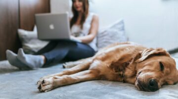dog on bed pet ownership