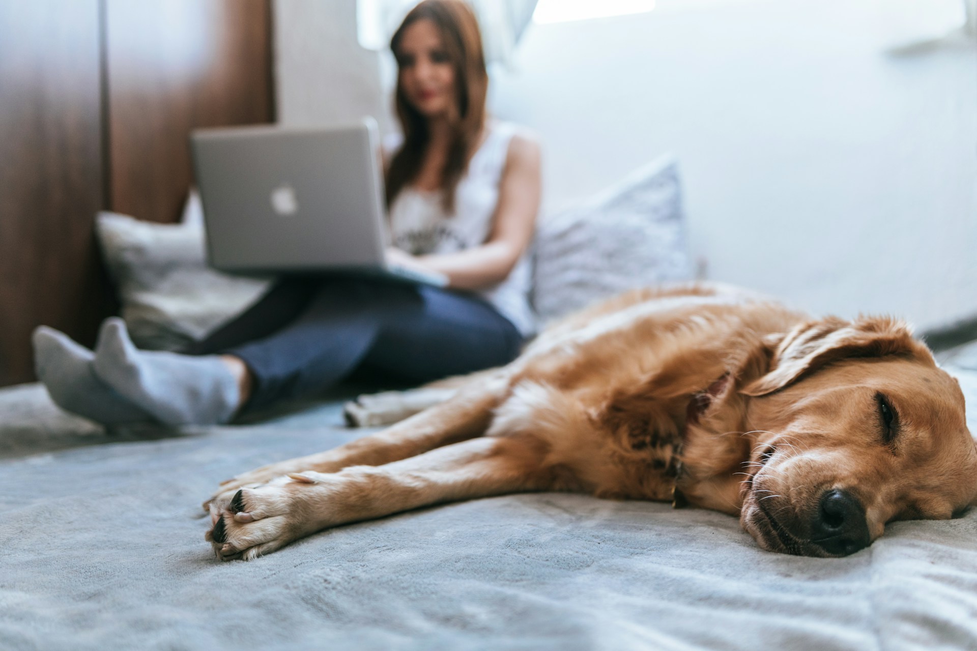 dog on bed pet ownership