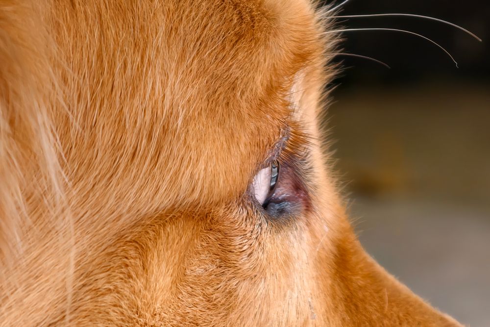 close up of golden retrievers eye
