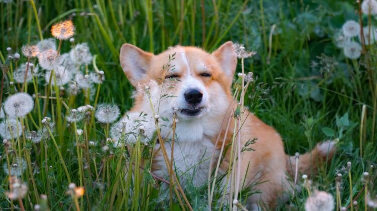 dog allergies