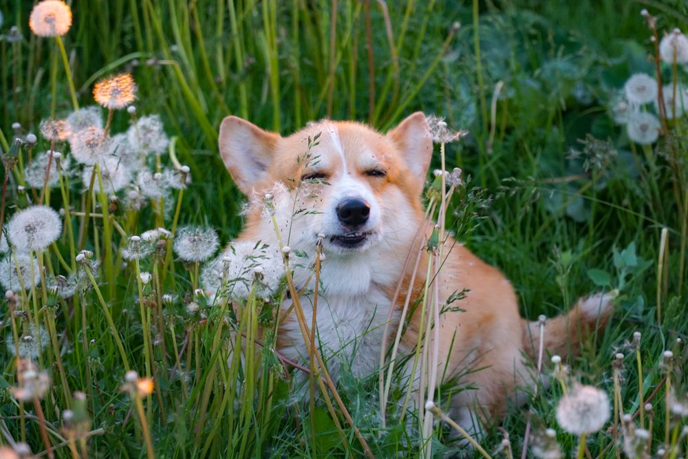 dog allergies