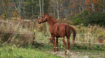 horse with electric fence