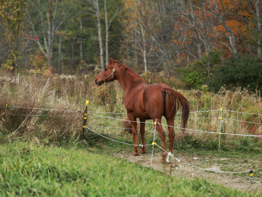 horse with electric fence