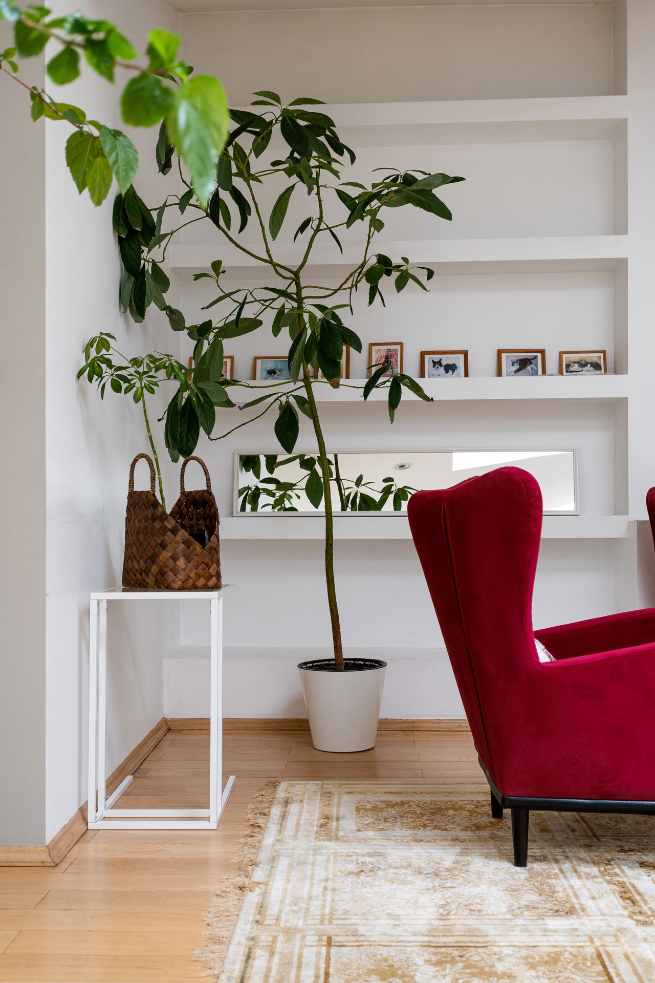 tree in white pot